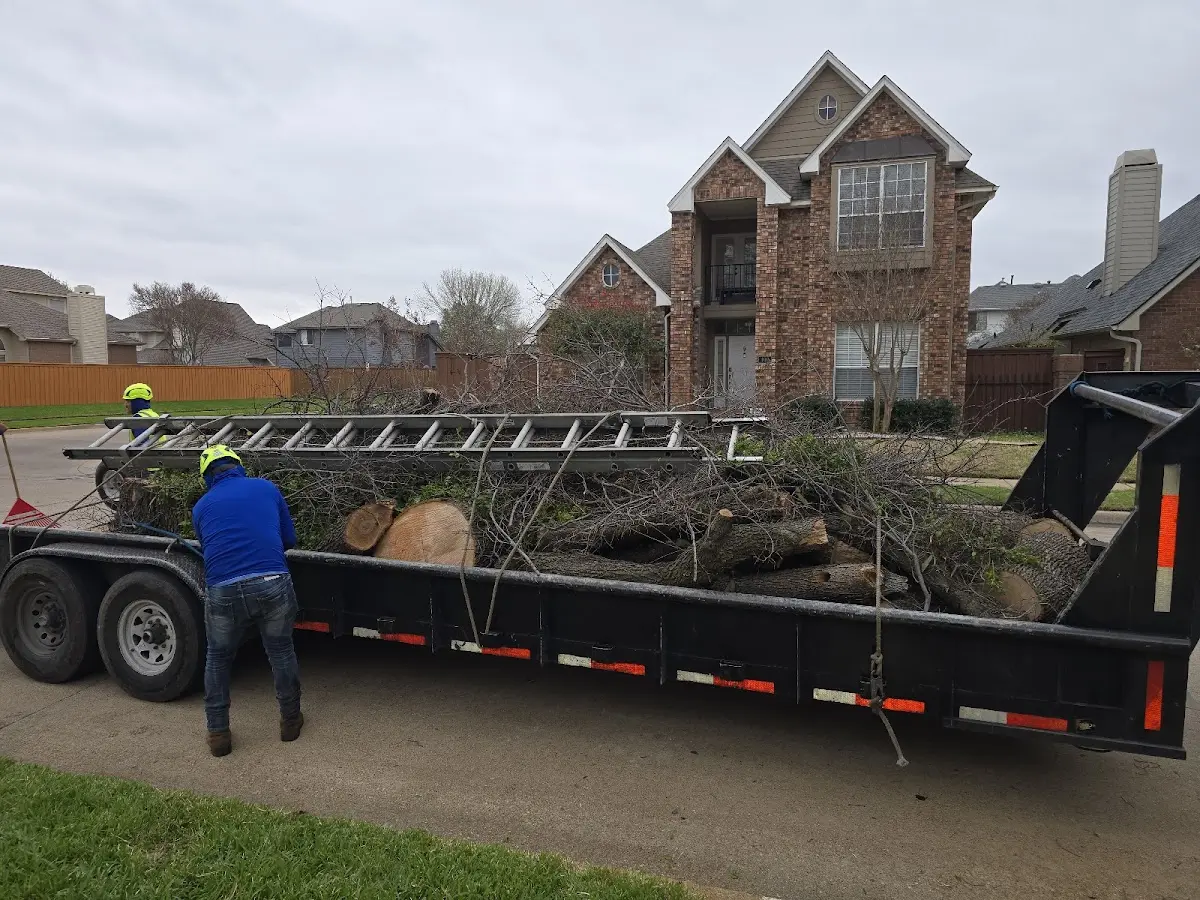 Expert Tree Removal with proper safety equipment in Snyder